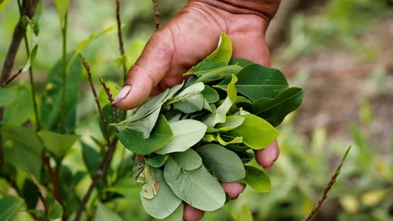 Fresh coca leaves held in a hand.