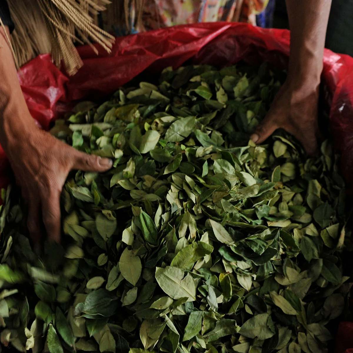 Hands sorting gathered coca leaves.