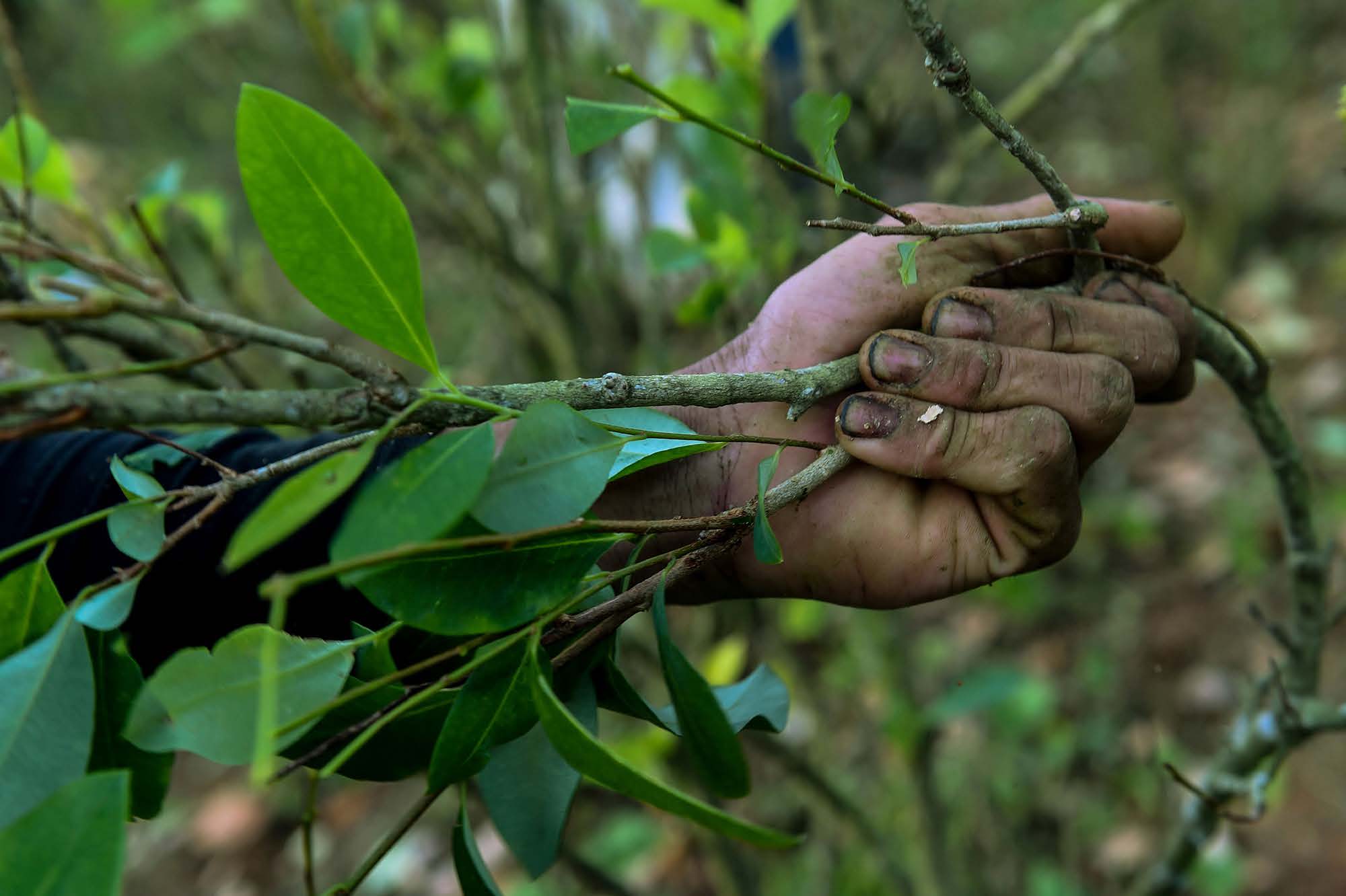 Hands holding coca branches and leaves.